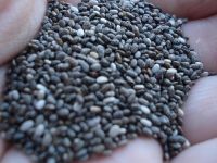 Seeds of chia